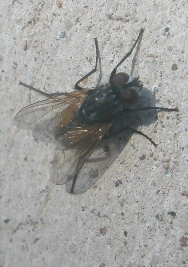 Musca domestica M (Muscidae)
